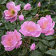 Peachy Knock Out Rose Blooms and Leaves