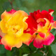 Multi Colored Sunset Horizon Rose Flowers Close Up