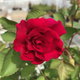 Brindabella Roses® Red Empress Rose Flower Close Up