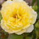 Easy Elegance® Yellow Submarine Rose Flower and Flower Buds Close Up