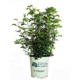 Swamp Rose Shrub in Nursery Pot