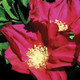 Rugosa Rose Flowers Close Up