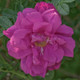 Purple Pavement Rose Flower Close Up