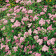 Little Princess Spirea Shrub Covered in Flowers