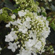 Nantucket Viburnum Blooming