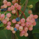 Winterthur Witherod Viburnum Shrub