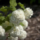 European Snowball Viburnum Blooming