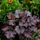 Northern Exposure™ Purple Coral Bells on the Ground