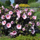 Starry Starry Night Hibiscus Under the Sunlight