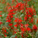 Native Cardinal Flower Stems & Blooms