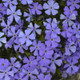 Rocky Road Violet Blue Spring Phlox Flowers Close Up