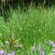 Soft Rush Grass Blooming