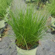 Path Rush Grass in Nursery Container