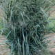 Blue Fountain Switch Grass Leaves Foliage