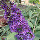 Psychedelic Sky Butterfly Bush Flower Close Up