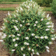 Dapper White Butterfly Bush Growing in the Landscaping