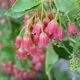 Showy Lantern Enkianthus Flower Close Up