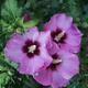 Minerva Rose of Sharon Flower Close Up