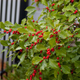 Wildfire Winterberry Blooming