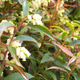 Coast Leucothoe Foliage and Blooms