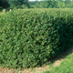 California Privet Leaves Growing in the Landscaping