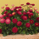 Bellissima™ Red English Daisy in Combination Planter