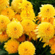 Cara Mia™ Yellow Coneflower Flowers Close Up