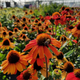 Kismet™ Intense Orange Coneflower Blooming in the Garden