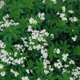 Sweet Woodruff Blooming