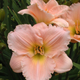 Barbara Mitchell Daylily Flower Petal Close Up