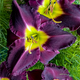 Bela Lugosi Daylily Flower Petal Close Up