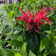 Jacob Cline Bee Balm Flower Close Up