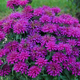 Sugar Buzz™ Grape Gumball Bee Balm Growing