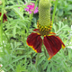 Mexican Hat Plant Flower Close Up