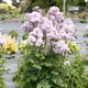 Nimbus™ Pink Meadow Rue Blooming