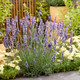 Sensational Lavender Growing in the Garden