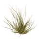 Healthy Tenuifolia Air Plant