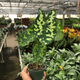 Hilo Beauty Alocasia  in Small Garden Planter 