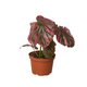 Healthy Exotica Begonia