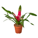 Healthy Donna Bromeliad