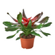 Healthy Medusa Bromeliad