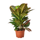 Healthy Joseph'S Coat Croton