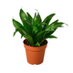 Healthy Janet Craig Dracaena 