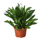 Healthy Song Of Jamaica Dracaena 