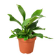 Healthy Staghorn Fern