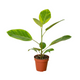 Healthy Yellow Gem Ficus