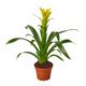 Yellow Guzmania Bromeliad  Flowering in Garden Planter