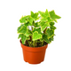 Healthy Gold Child English Ivy Growing in  Garden Planter