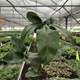 Healthy Goeldii Philodendron