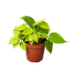 Neon Philodendron Houseplant